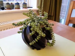 Twisted Plant Pot