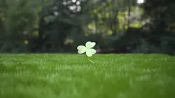 3-leaf clover