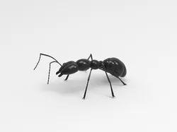 ant