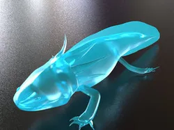 Axolotl, Ajolote, Ambystoma mexicanum