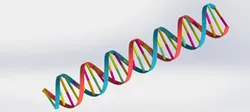 DNA Strand Double Helix