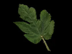 Fig leaf