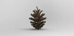 fir cone