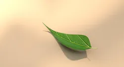 leaf
