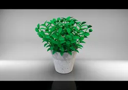 plant