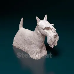 Scottish terrier