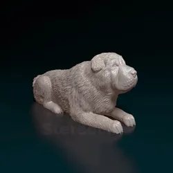 Shar pei