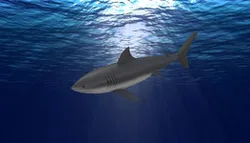 shark