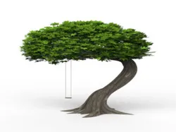 Tree with swing
