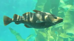 Atlantic Cod Fish