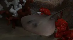 Atlantic Sting Ray