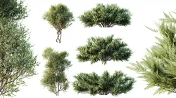 AV Bush Plants Mission Olive Blue Sargent Juniper Parsoni Gallon 3D model