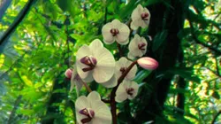 Bird Head Orchid