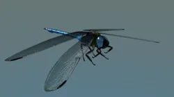 Blue Dragonfly