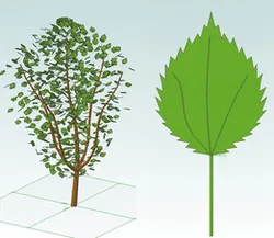 Bush
