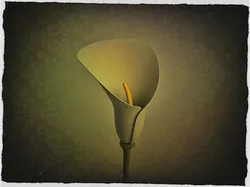 Calla Lily