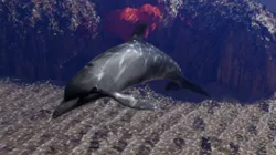 Dolphin