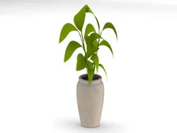 Fikus house plant and pot