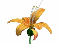 Flower – a LILY  from my garden.