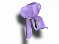 Flower - IRIS from my garden.