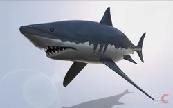 Great White