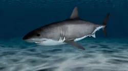 Great White Shark