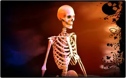 Human Skeleton