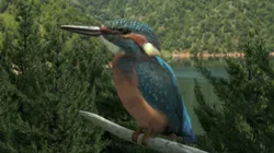 Kingfisher