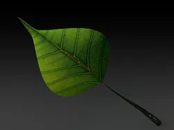 Leaf
