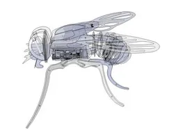 Mod Mosca V.01