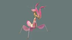 Orchid Praying Mantis