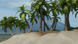 Palm Tree