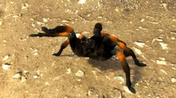 Tarantula