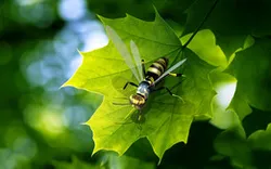 Wasp