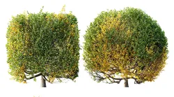 AV fall bushes Ligustrum Quihoui Privet Pruned 3D model