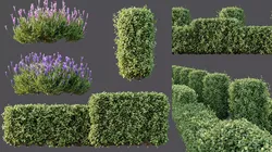 AV Ligustrum Ovalifolium Argenteum Box Hedge Lavandula 3D model