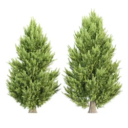Juniperus chinensis Trees Vol 417 3D Model 3D model