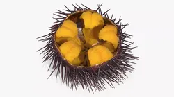 Sea Urchin Open with Edible Roe Yellow 3D model
