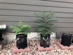 Fabric Grow Bag Riser
