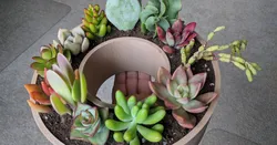 Donut Pot