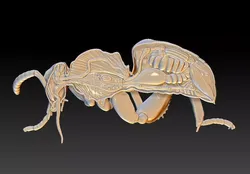 honey bee anatomy