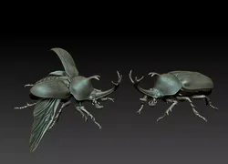 Rhinoceros beetle
