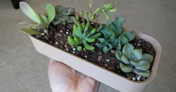 Simple and Large