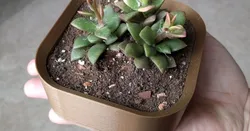 Simple and Small
