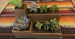 Succulent Levels