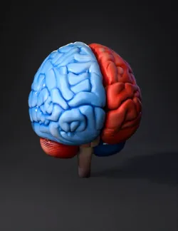 Create a highly detailed 3D educational model of the human brain anat