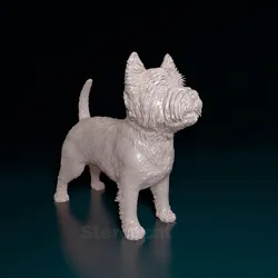West highland white terrier