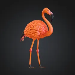 Flamingo