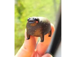 Cute Chonky Frog - Black Rain Frog - Grumpy Frog - Desert Rain Frog