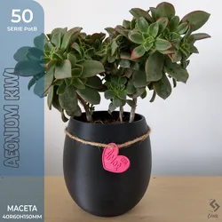 PotB_50